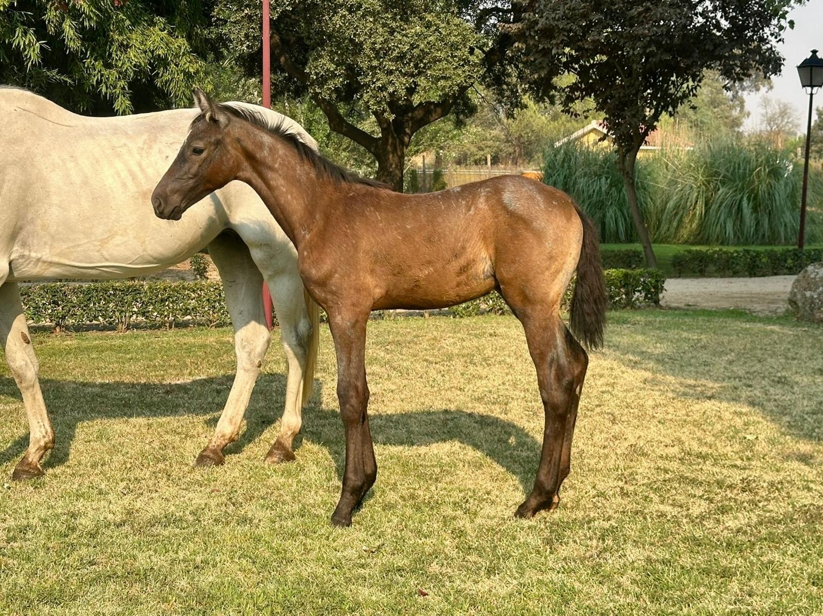 horse